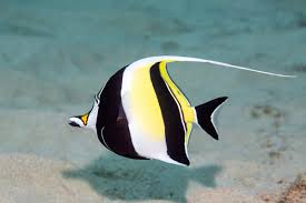 Zanclus cornutus  Moorish Idol - Ikanesia
