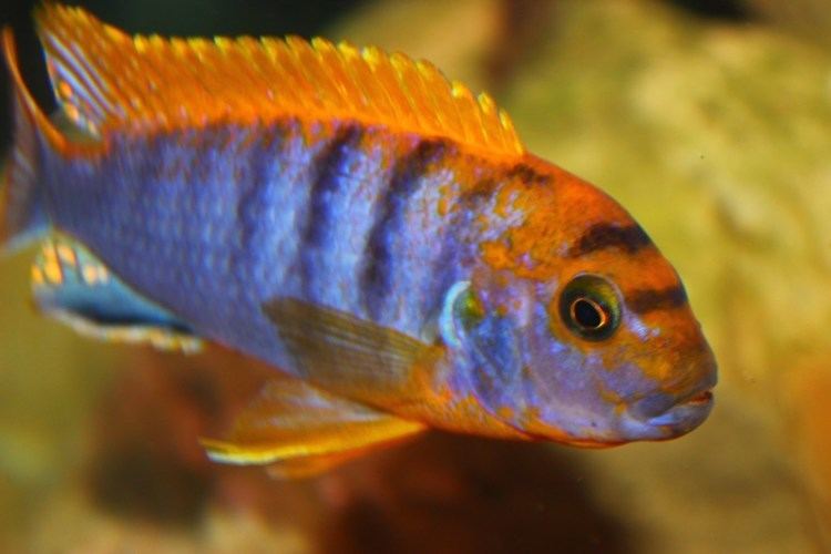 Labidochromis sp  Red Top Hongi Cichlid - Ikanesia