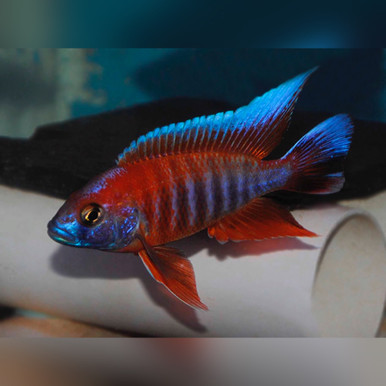 Aulonocara jacobfreibergi  Eureka Red Peacock Cichlid