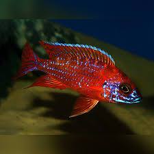 Aulonocara rubescens  Ruby Red Peacock Cichlid  Ikanesia