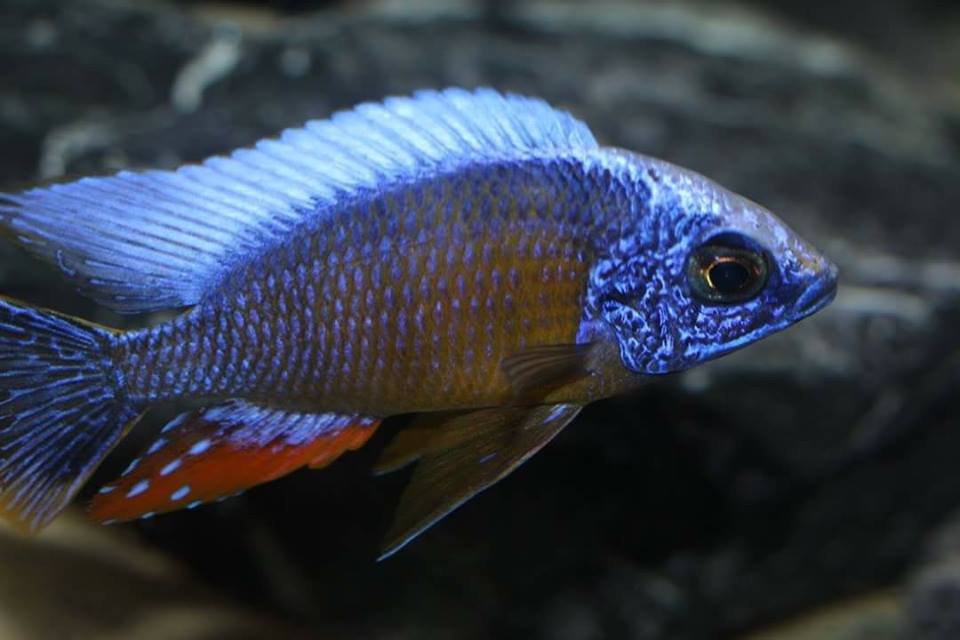 Protomelas sp Steveni Taiwan - Ikanesia