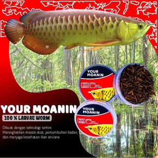 Pakan Ikan Arwana Your Moanin Ulat Hongkong Kering IKANESIA