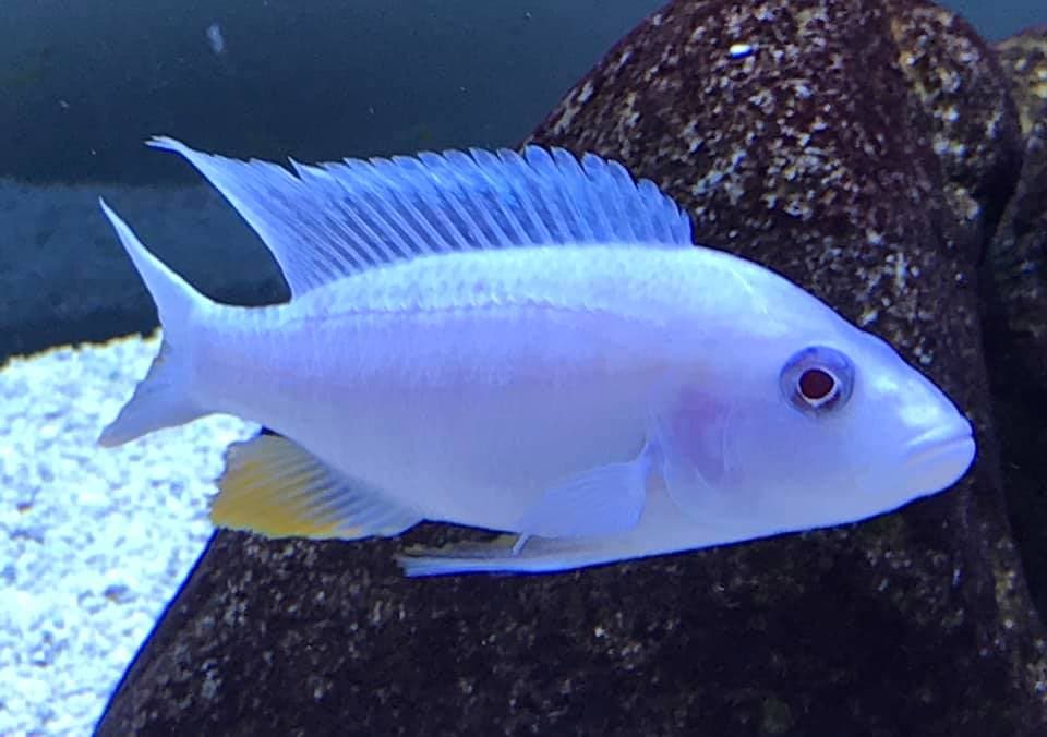 Sciaenochromis Fryeri  White Fryeri Cichlid - Ikanesia