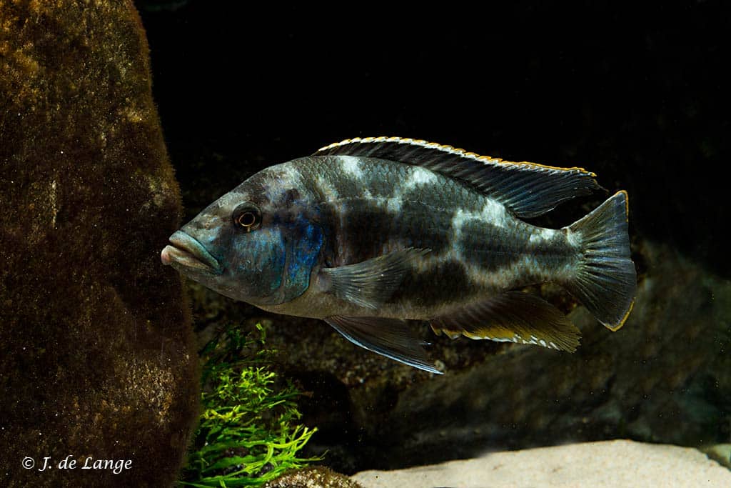 Nimbochromis livingstonii  Livingstoni Cichlid