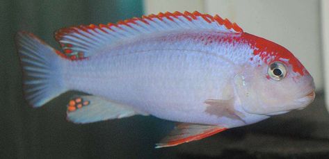 Pseudotropheus perspicax  Red Ndumbi  Ikanesia Red Ndumbi  Ikanesia