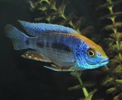 Protomelas spilonotus  Mara Rock - Ikanesia