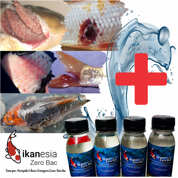 Zero Bac Ampuh Untuk Penyakit Ikan Koi, Mas Koki, Arwana, Channa