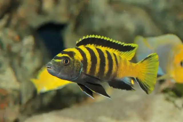 Pseudotropheus flavus   flavus - Ikanesia