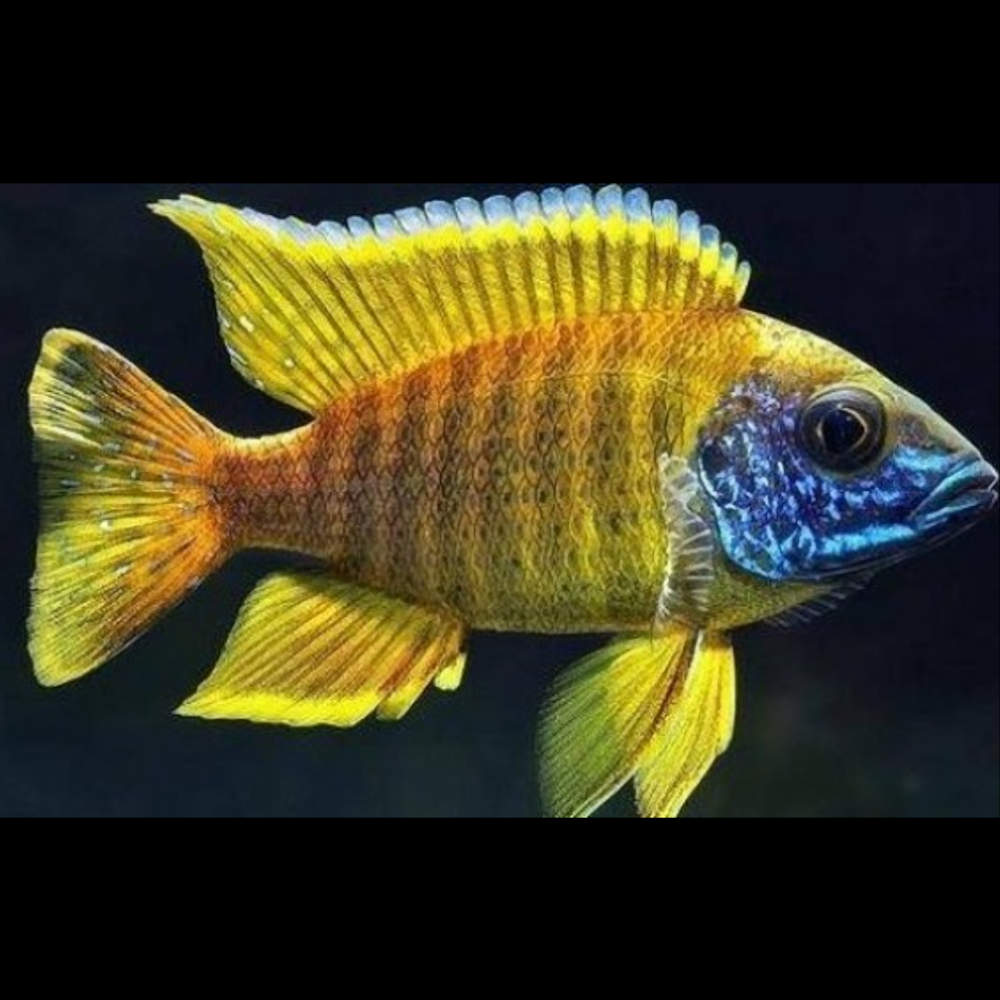 Aulonocara baenschi  Nkhomo-benga Peacock Cichlid - Ikanesia