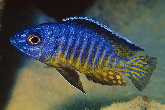 Aulonocara stuartgranti Peacock Cichlid Ikanesia