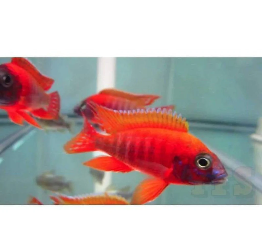 Aulonocara rubescens  Ruby Red Peacock Cichlid  Ikanesia