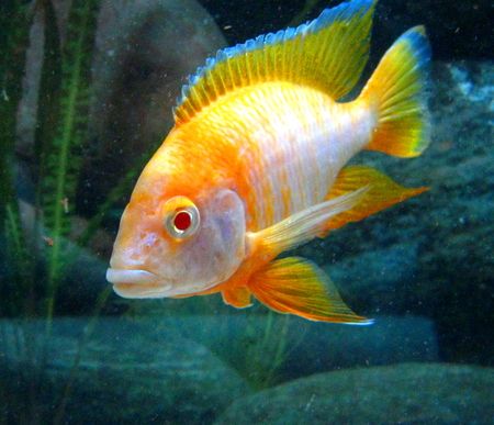 Aulonocara Baenschi Sunshine peacock - Ikanesia