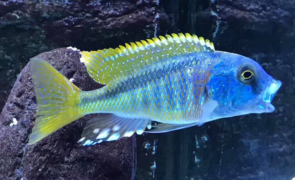 Buccochromis  Bucco Cichlid - Ikanesia