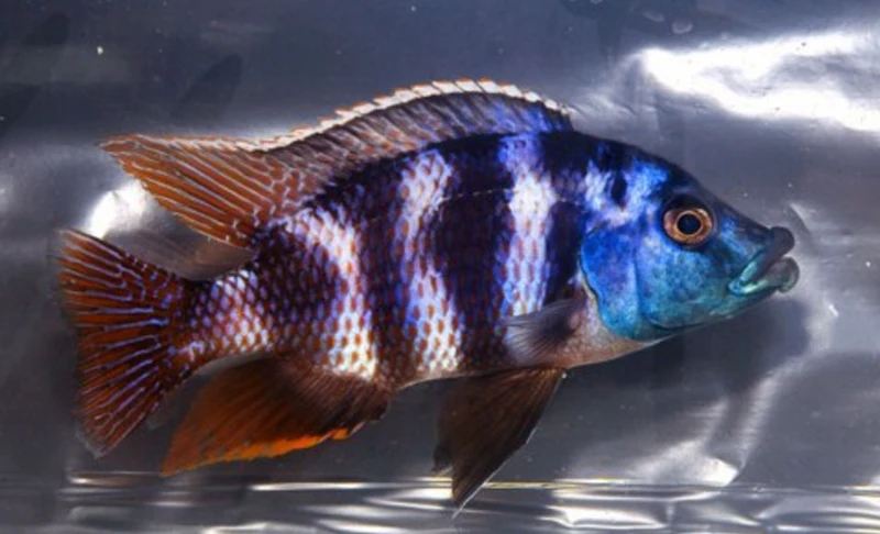 Placidochromis Milomo Thick Lip Cichlid Super VC-10 hap - Ikanesia