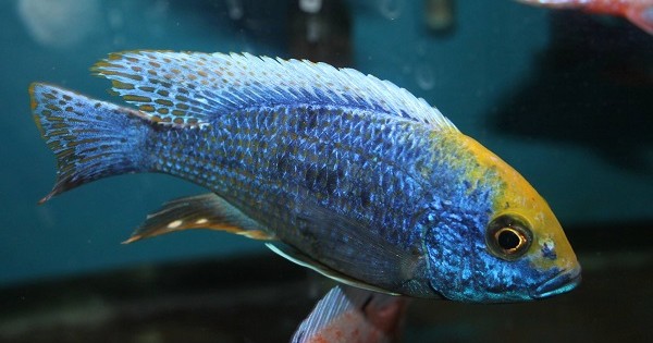 Protomelas spilonotus  Mara Rock - Ikanesia