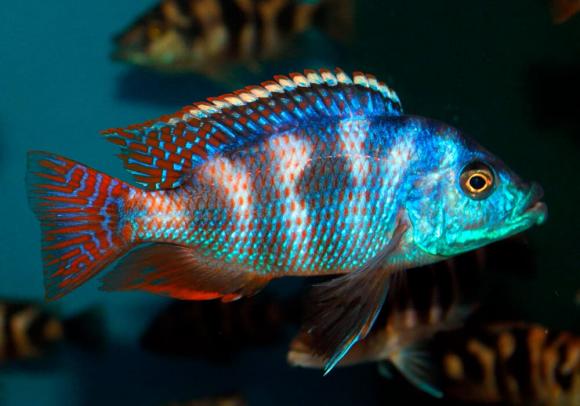 Placidochromis Milomo Thick Lip Cichlid Super VC-10 hap - Ikanesia