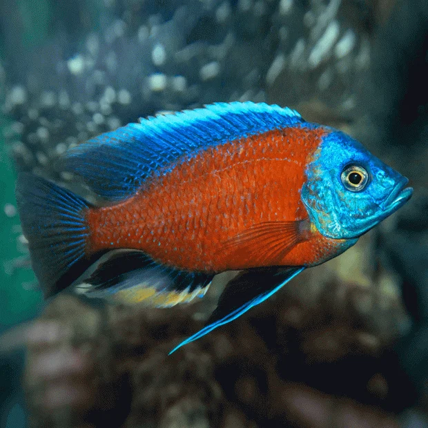 Cyrtocara moorii  Orange Blotched  -  iKanesia