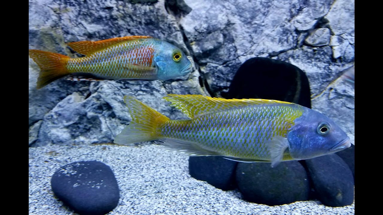 Buccochromis  Bucco Cichlid - Ikanesia