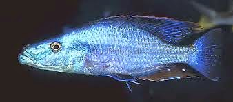 Dimidiochromis compressiceps  Jendral Cichlid - Ikanesia