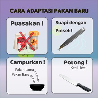 Pakan Makanan Ikan Louhan King Kamfa Ulat Ulet Hongkong IKANESIA