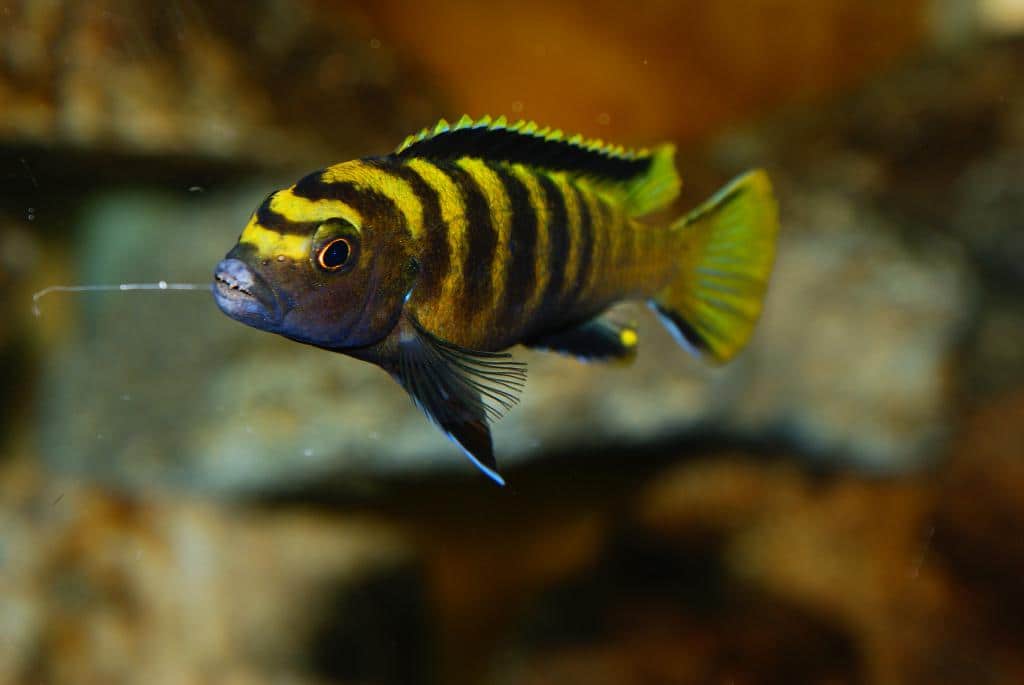Pseudotropheus flavus   flavus - Ikanesia