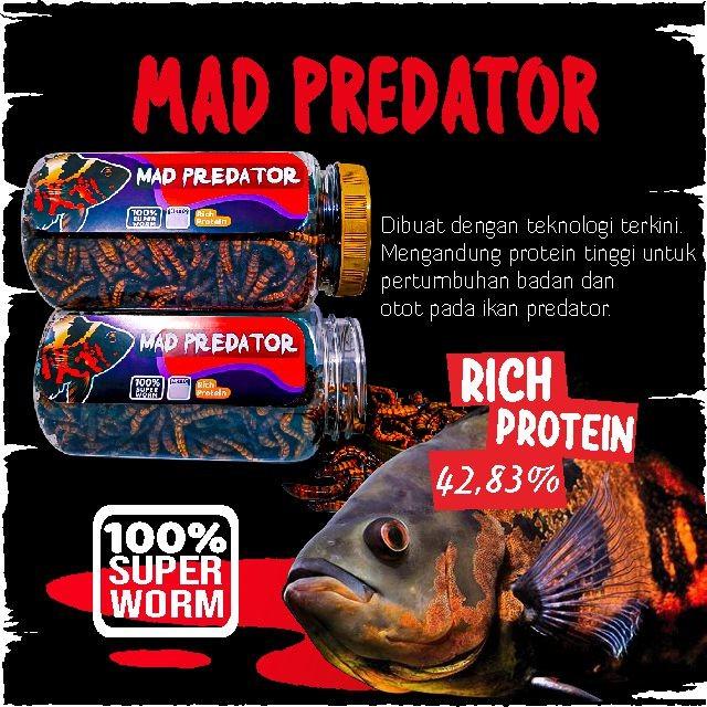 Pakan Makanan Ikan Predator Mad Predator Ulet Ulat Jerman Oscar Channa