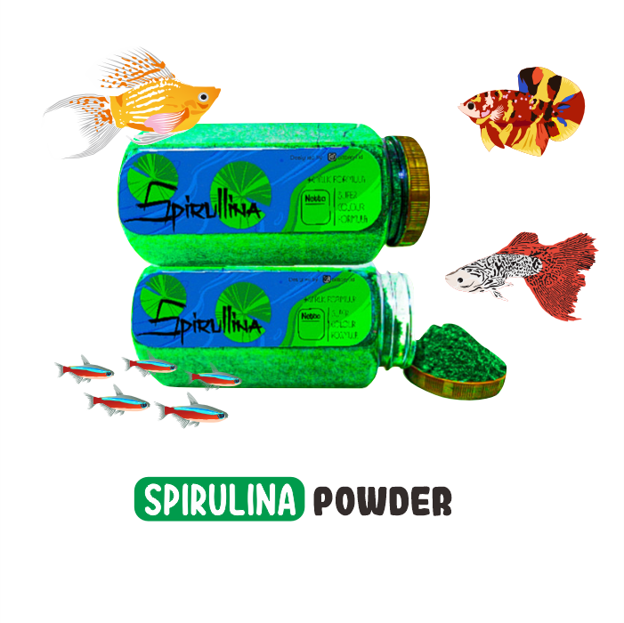 Serbuk Spirulina Naikkan Warna Cupang, Guppy, Molly dan Ikan Kecil Lainnya