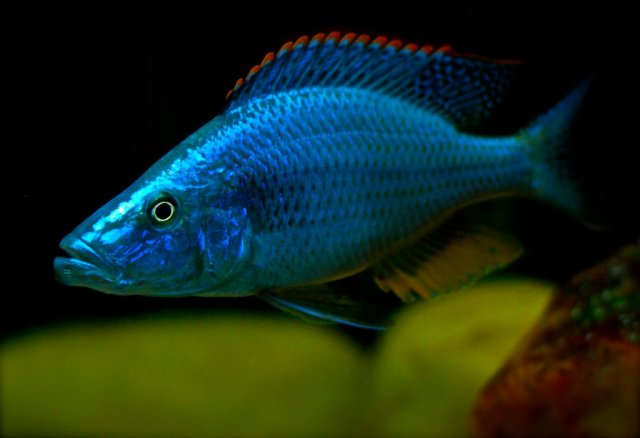 Dimidiochromis compressiceps  Jendral Cichlid - Ikanesia