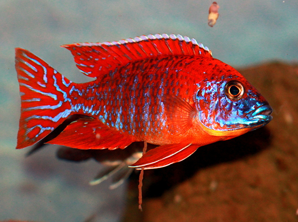 Aulonocara rubescens  Ruby Red Peacock Cichlid  Ikanesia