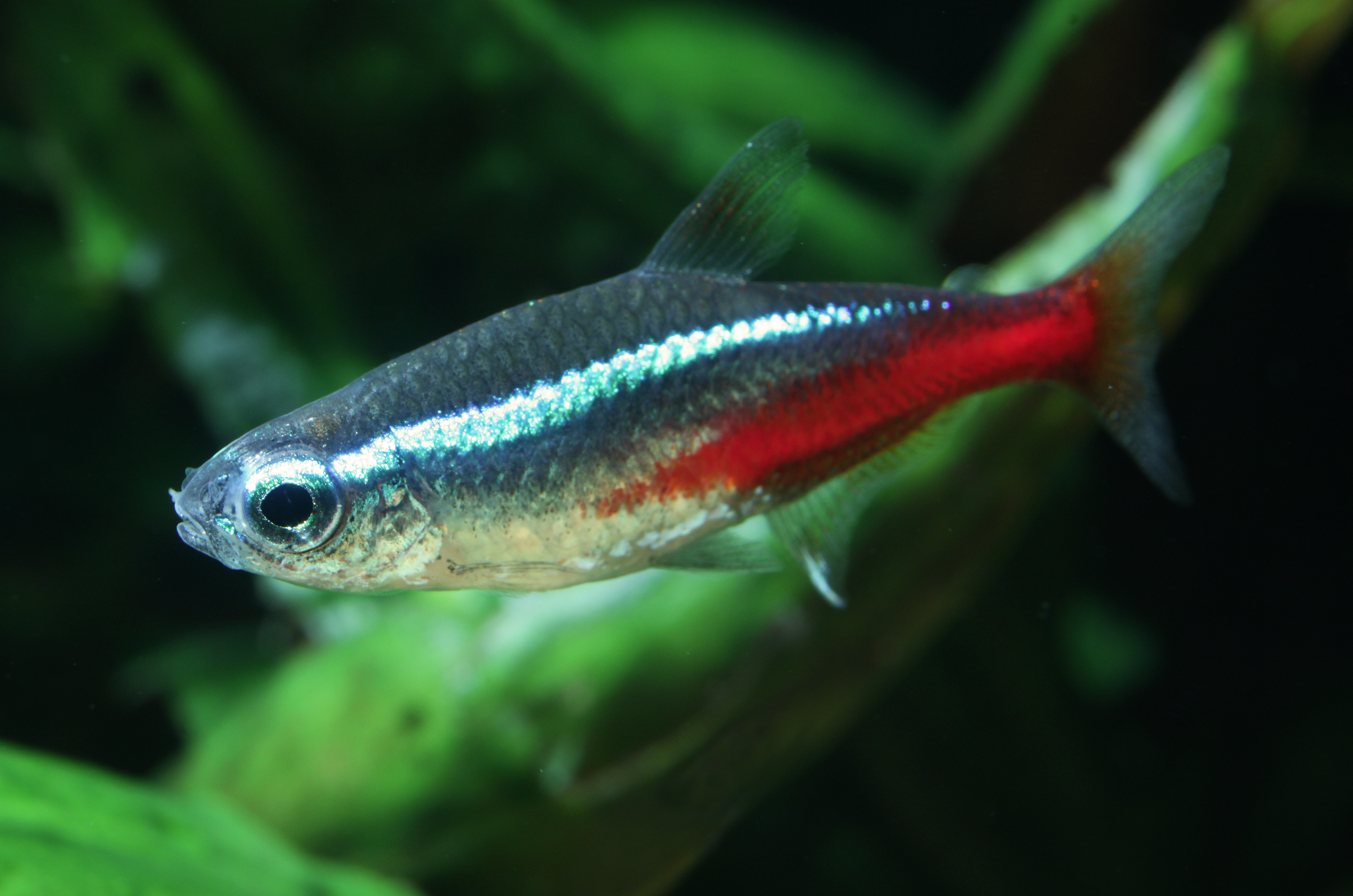 Paracheirodon innesi  Neon Tetra - Ikanesia