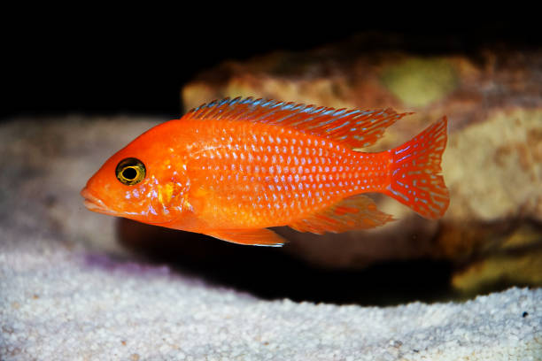 Orange blotched  Mbuna Cichlid - Ikanesia