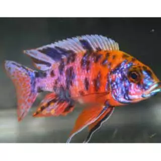 Orange Blotched Aulonocara OB Peacock - Ikanesia