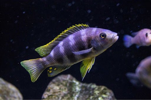 Petrotilapia sp  Chitimba Cichlid  - Ikanesia