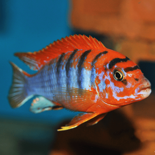 Labidochromis sp  Red Top Hongi Cichlid - Ikanesia