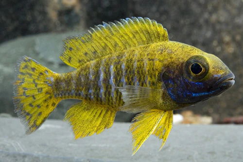Aulonocara baenschi  Nkhomo-benga Peacock Cichlid - Ikanesia