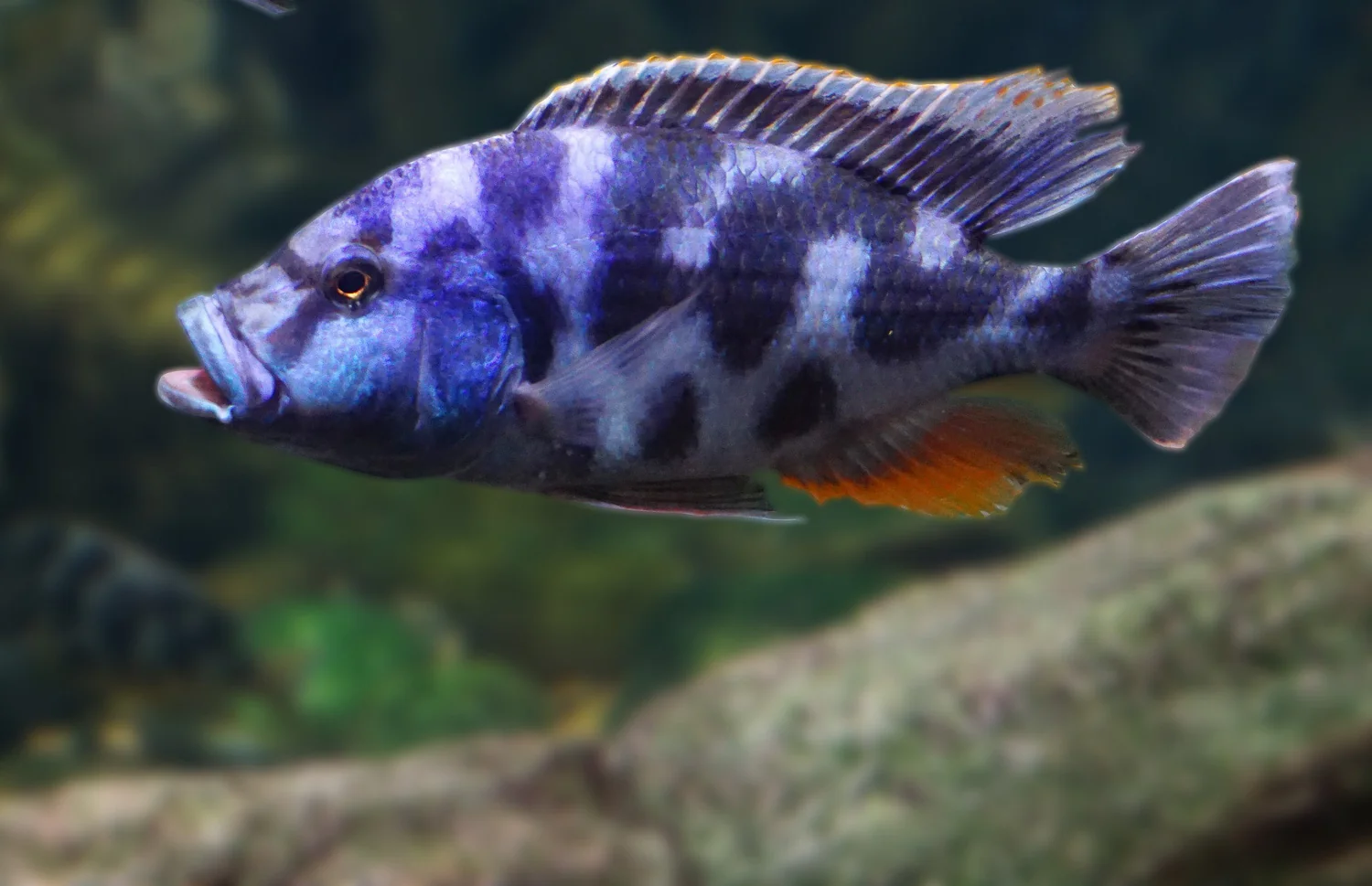 Nimbochromis livingstonii  Livingstoni Cichlid