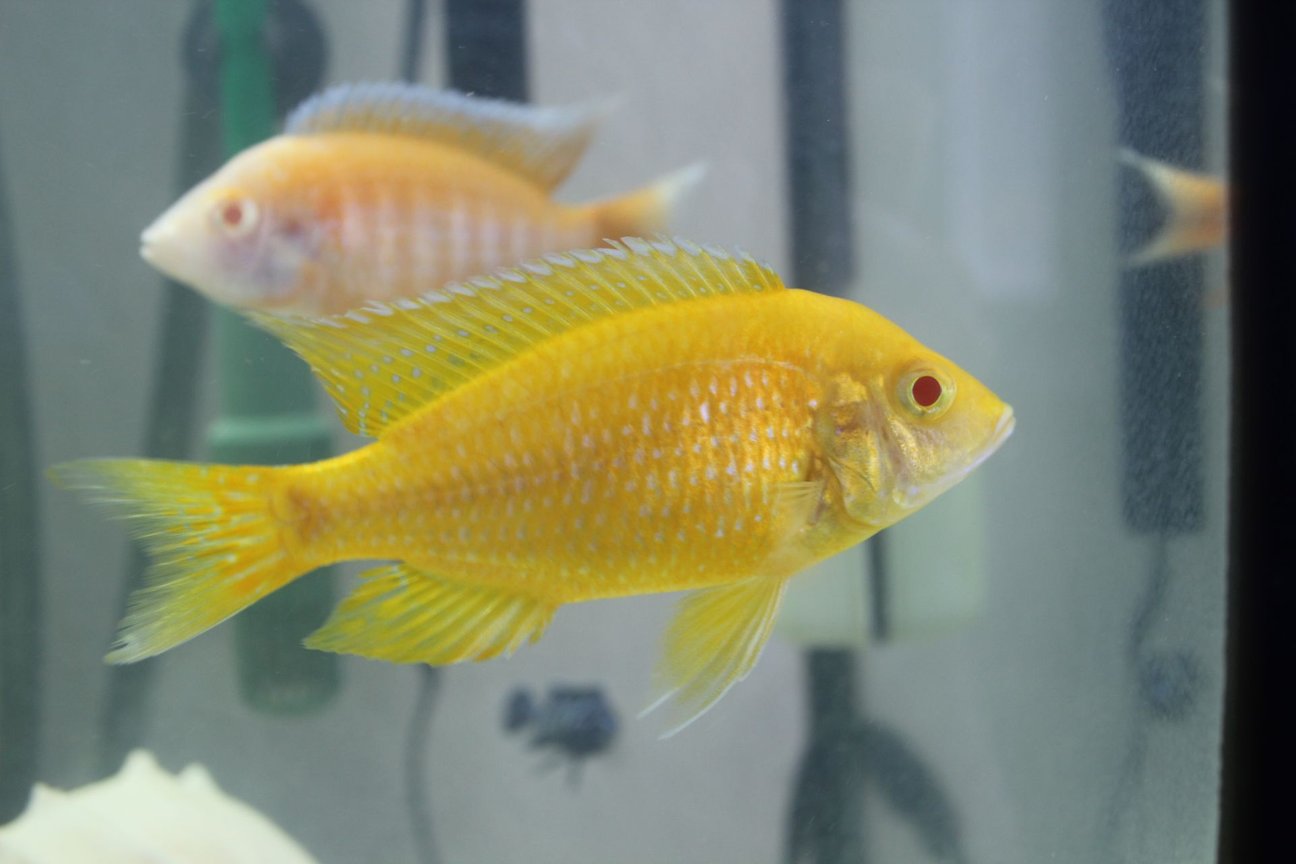 Aulonocara Baenschi Sunshine peacock - Ikanesia