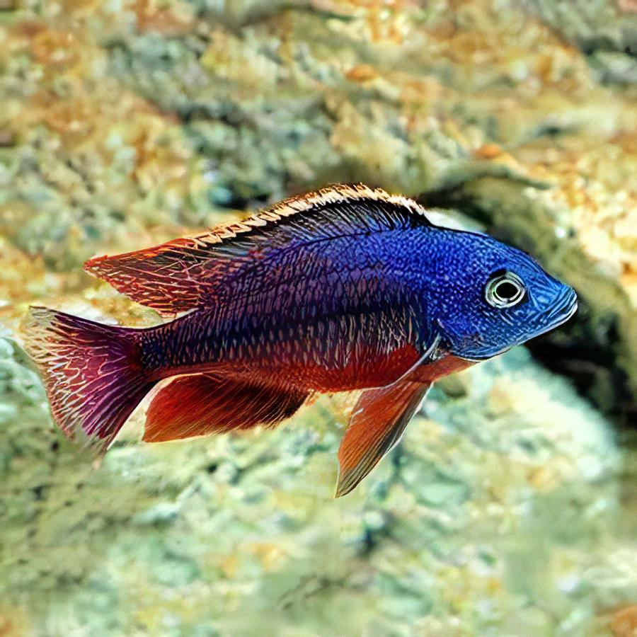 Protomelas taeniolatus  Spindle Hap  Red Empres - Ikanesia