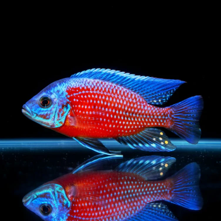 Copadichromis borleyi  Red Kadango  Ikanesia