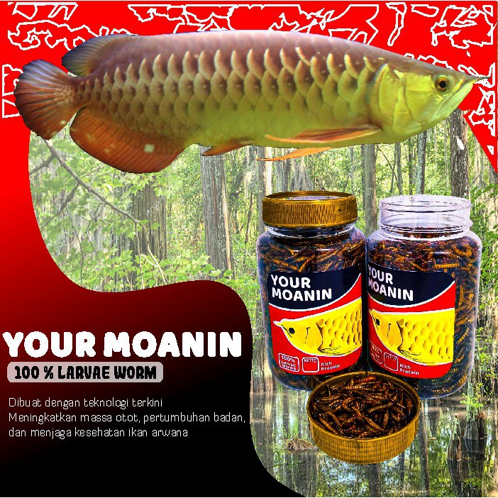 Pakan Ikan Arwana Your Moanin Ulat Hongkong Kering IKANESIA