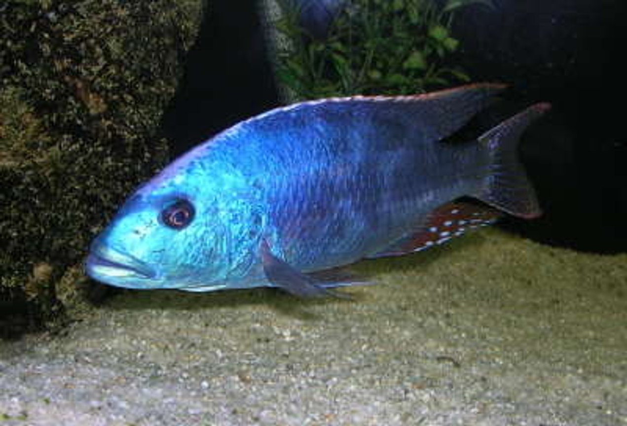 Nimbochromis Fuscotaeniatus Fusqo Cichlid - Ikanesia