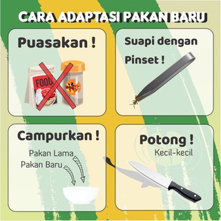 Pakan Ikan Predator Invasive Jangkrik IKANESIA