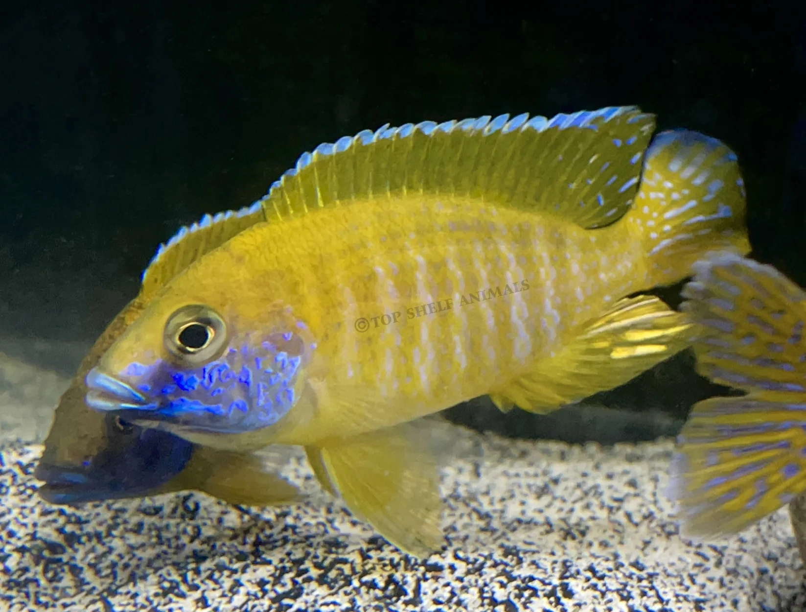 Aulonocara baenschi  Nkhomo-benga Peacock Cichlid - Ikanesia