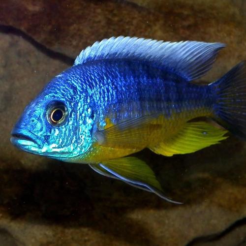 Protomelas Spilonotus Tanzania  Tanzania Cichlid -  Ikanesia