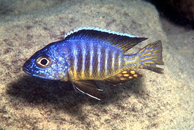 Aulonocara stuartgranti Peacock Cichlid Ikanesia