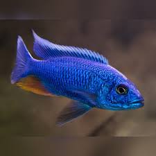 Sciaenochromis fryeri  Electric Blue Hap  - Ikanesia