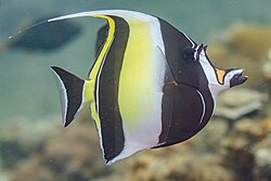 Zanclus cornutus  Moorish Idol - Ikanesia