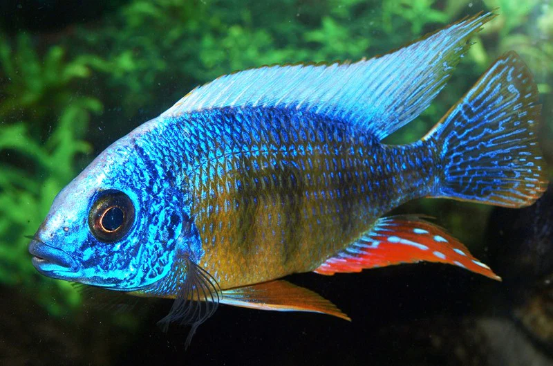 Protomelas sp Steveni Taiwan - Ikanesia