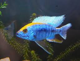 Protomelas spilonotus  Mara Rock - Ikanesia