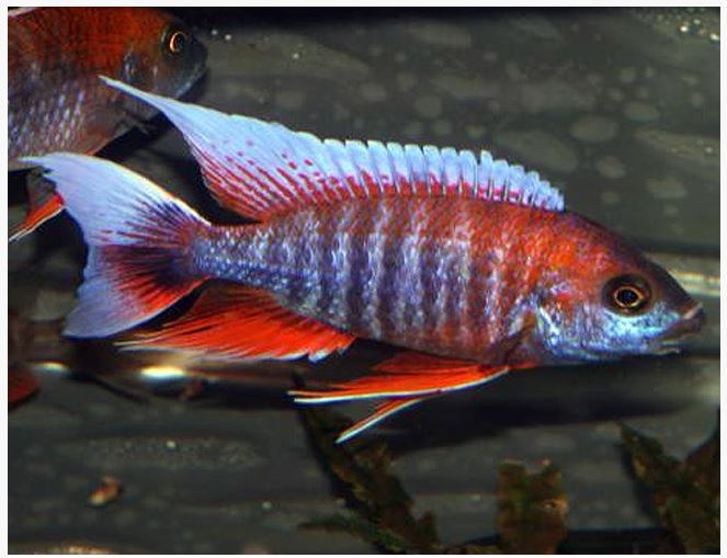 Aulonocara jacobfreibergi  Eureka Red Peacock Cichlid